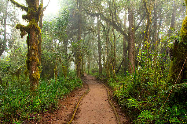 7 Days Machame route group departure
