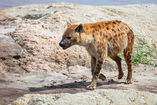 A spotted hyena prowling through the golden savannah grass of a Tanzanian national park during a guided safari.